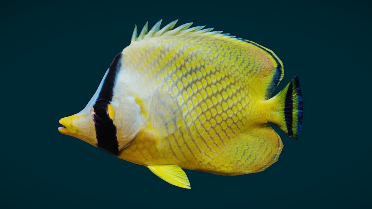 Latticed Butterflyfish