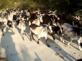 600 Cabras. Valle del Jerte.