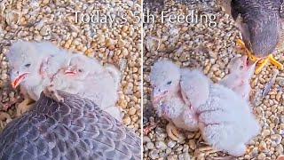 12128Amersfoortfalcon Nest 2026Joris1Pfonze Lieve Vrouwevorenby Olv Toren