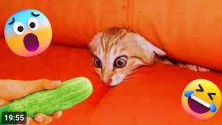 Funniest CATs 😹-Funny animals video compilation 2024 Try Not To Laugh Dogs And Cats😺 part 65