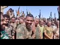 كيكل أسد البطانة كيكل أسد البطانة