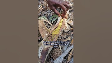 Big Science Pitch 2023 - Rachele Wison