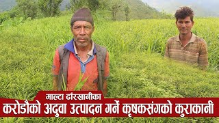 एक सिजनमा करोडौको अदुवा बिक्री गर्ने कृषकहरुसंगको कुराकानी - Tribeni online tv