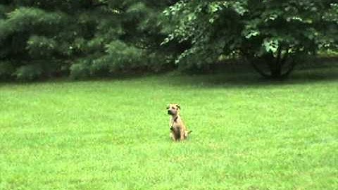 Tree Swallow Diary 2011 Part 10 - Coco tired of being pestered