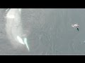 ORCAS VS PINGUINO IMPRESIONANTE