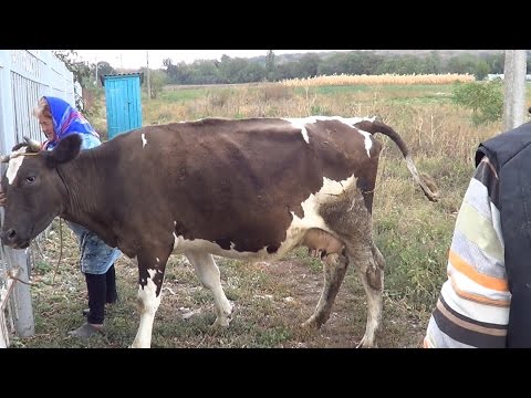 История  больной коровы. Пневмония