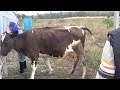 История  больной коровы. Пневмония