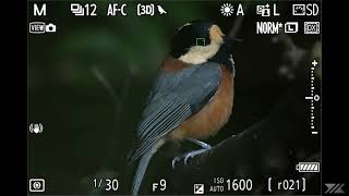 z9 ver500 240907 800mmf63 teleconverter14x bird detection test yamagara