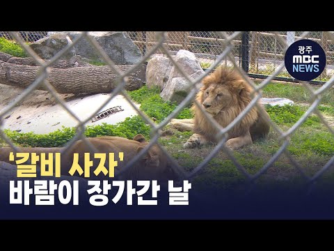 &amp;#39;<strong>갈비사자</strong>&amp;#39; 바람이 장가간 날 (뉴스투데이 2023.10.25 광주MBC)