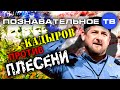Кадыров против плесени (Познавательное ТВ, Артём Войтенков)