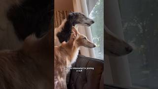 are snoots for you? part 2 #dog #silkenwindhound #borzoi #voiceover #dogsofyoutube #snoot #shorts