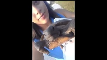 turtle saving as a hobby