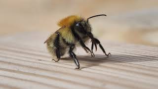 Carder Bee Cleaning Itself