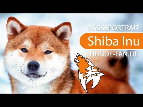 Video: Shiba Inu: Äußeres Und Charakter