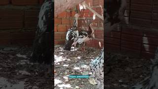 cruzamento de galinha com Angola 😱🐓🦤 #shorts #short #galinhacaipira #galinha #angola #viral #fy #fyp cruzamento de galinha com Angola 😱🐓🦤 #shorts #short #galinhacaipira #galinha #angola #viral #fy #fyp
