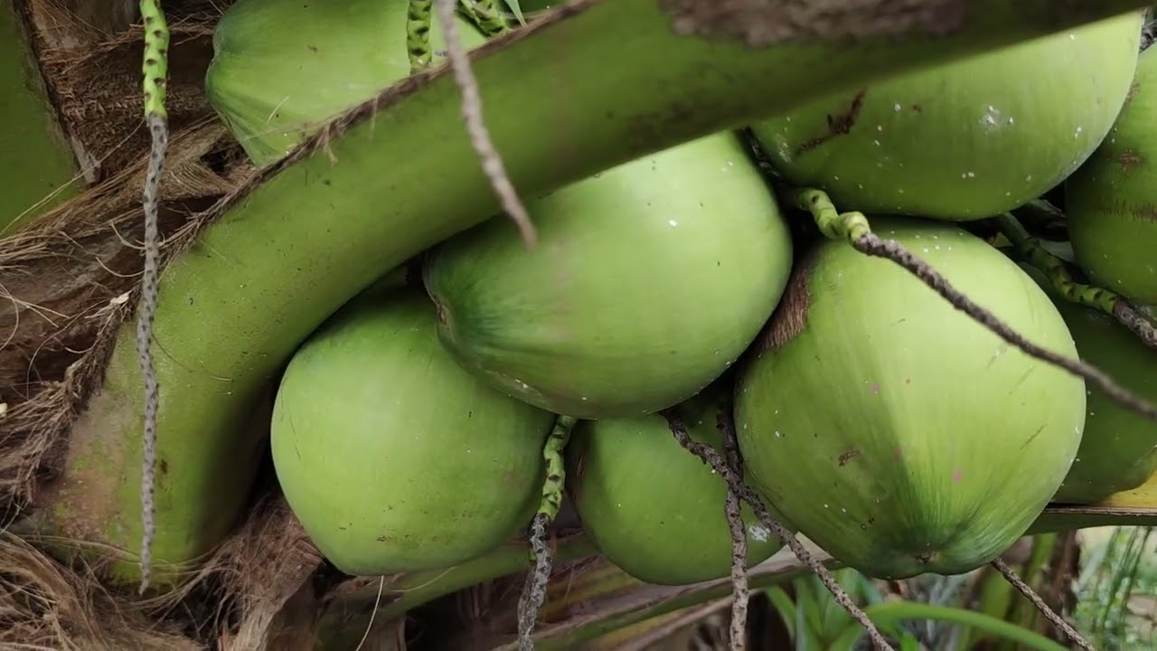 # 1 Kỹ thuật chăm sóc dừa ra trái sai