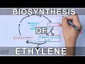 Biosynthesis of ethylene