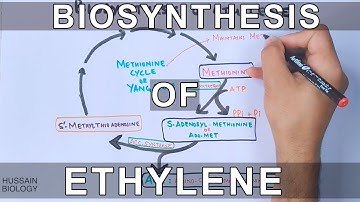 Biosynthesis of Ethylene