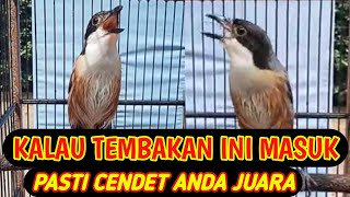 TEMBAKAN BURUNG CENDET SANGAT KERAS COCOK UNTUK MASTERAN/PANCINGAN CENDET JUARA isian kuntilanak ful