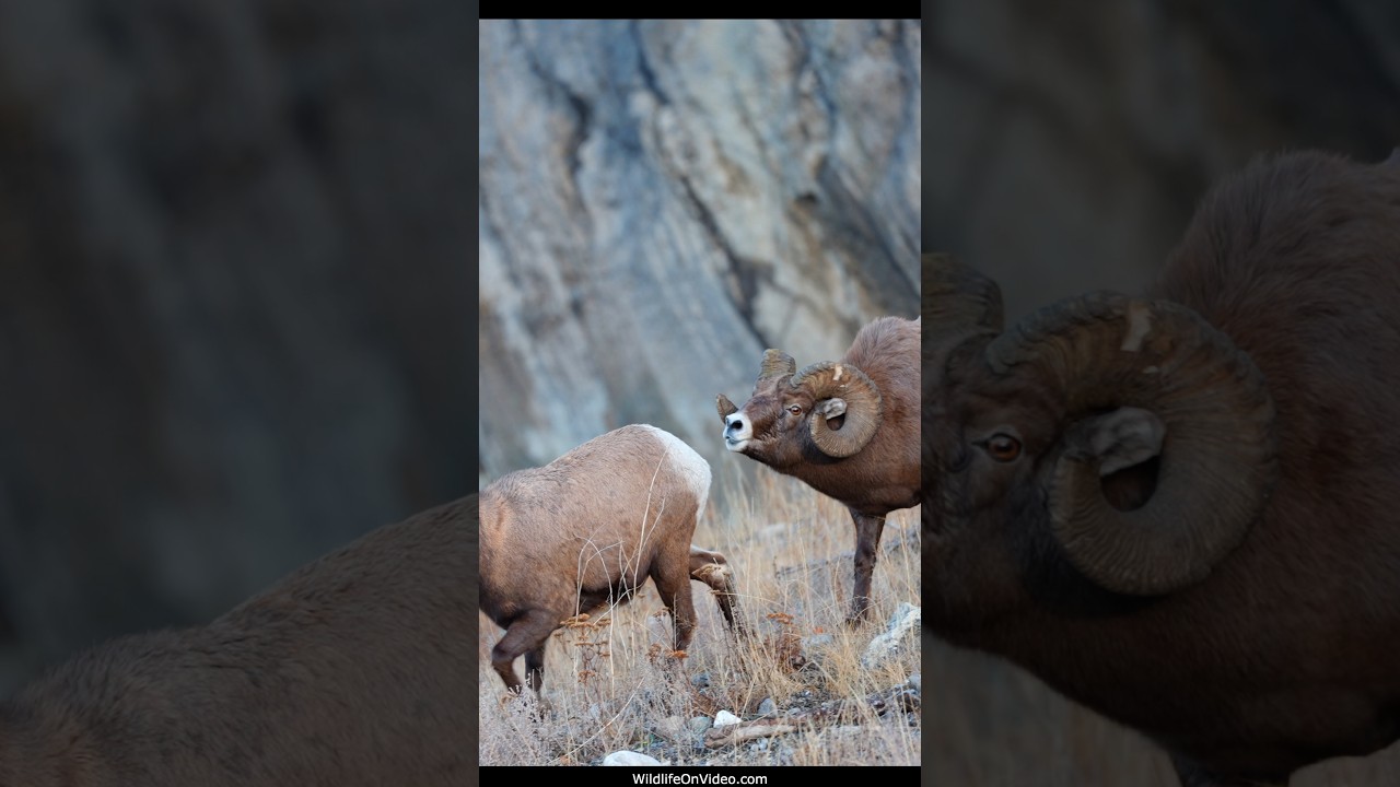 Bighorn Bosses Battle During the Rut