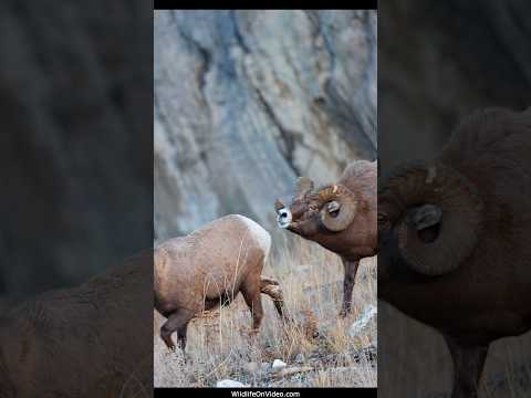 Bighorn Bosses Battle During the Rut