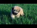 Wheaten Terrier Puppy Gus from Celebritypups.om