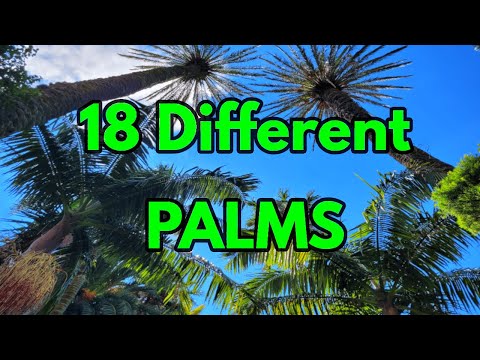Video: Wat voor soort palmbomen zijn er?