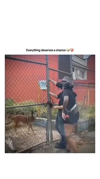 Everything deserves a chance🐶❤️‍🩹
