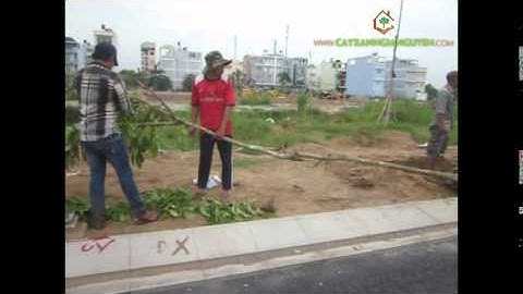 Cây Xanh Gia Nguyễn trồng cây tại công trình (phần 4)