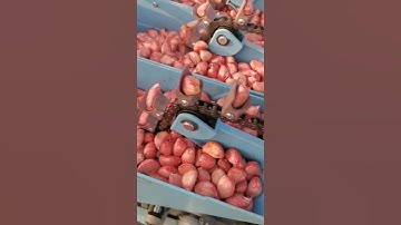 garlic planter garlic seed planter garlic planting machine