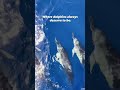 This Is What Dolphins Lose in Captivity 💔🐬