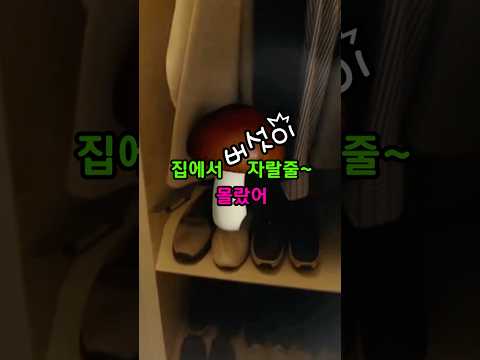 집에서 버섯이 자랄줄은 몰랐어
