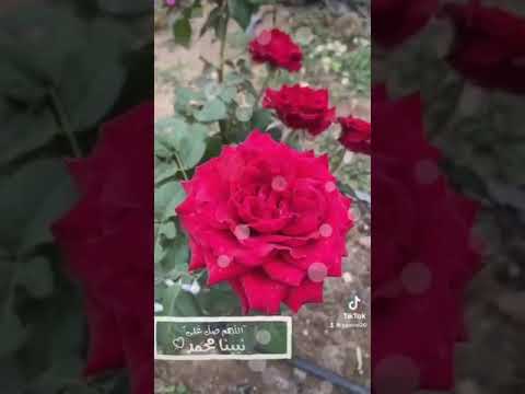 اللهم صل وسلم وبارك عليه وعلى آله وصحبه ومن تبعهم بإحسان إلى يوم الدين