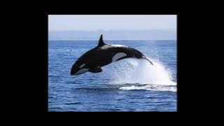 Dont matter   STeve Wuaten  The Remix 2021 CB