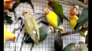 AFRICAN LOVE BIRDS ( MIRZA FARMS )