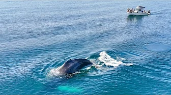 Whales, Fish & Family in Prince William Sound Alaska