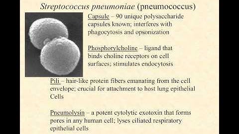 bio220 video lecture streptococci part III