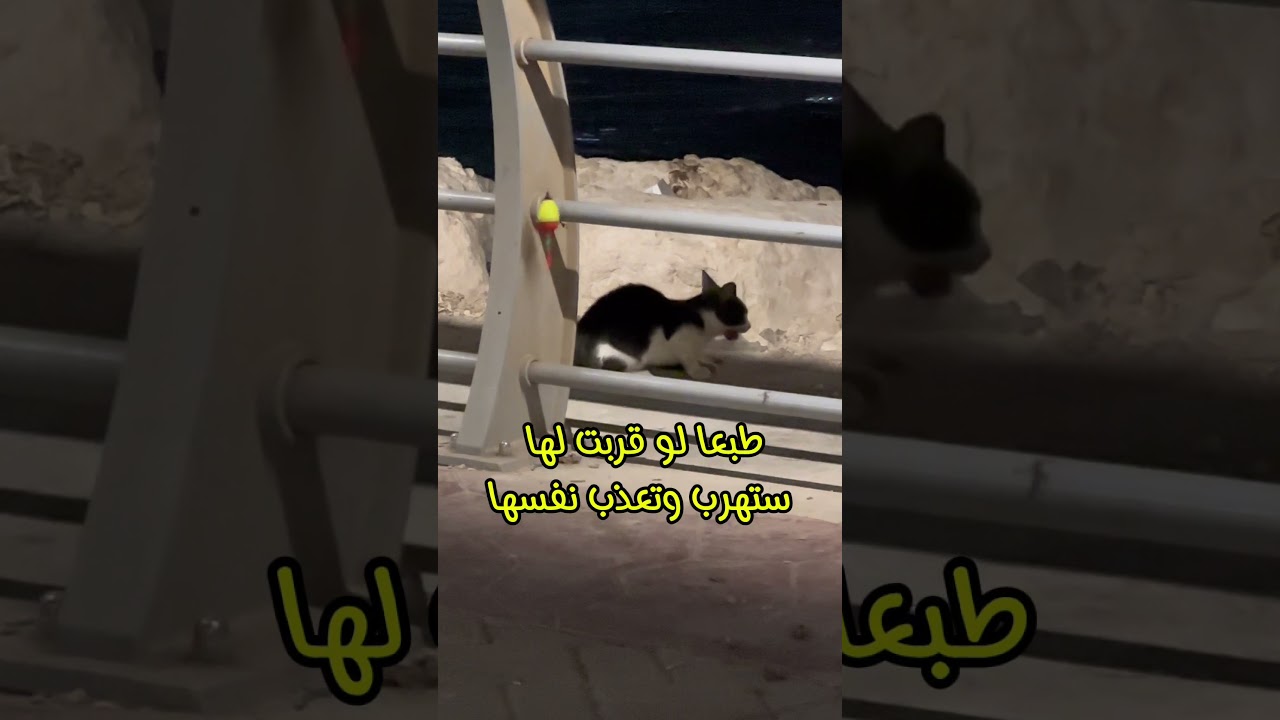 قطة أكلت الطعم مع السنارة وعلقت في فمها 😺| غراس للصيد