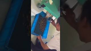 Taiho Peanuts in Shell Sorting Solutions