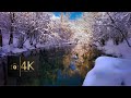 Snowy Walk in Winter Forest with Snow Crunch Sound. River and Nature Sounds 4K ASMR