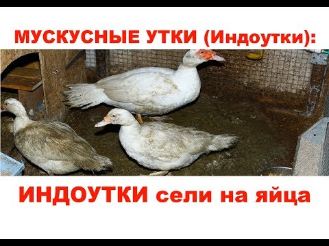 Зима. Индоутки сели