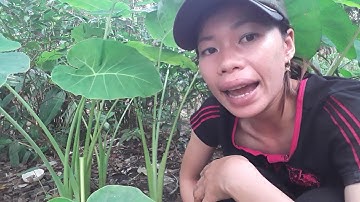 Sự khác biệt giữa cây bạc hà và cây môn mà mình biết