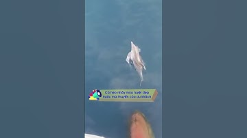 Khoảnh khắc cá heo nhảy múa trước mũi thuyền của du khách| Tin Tức Dân Sinh  #shorts