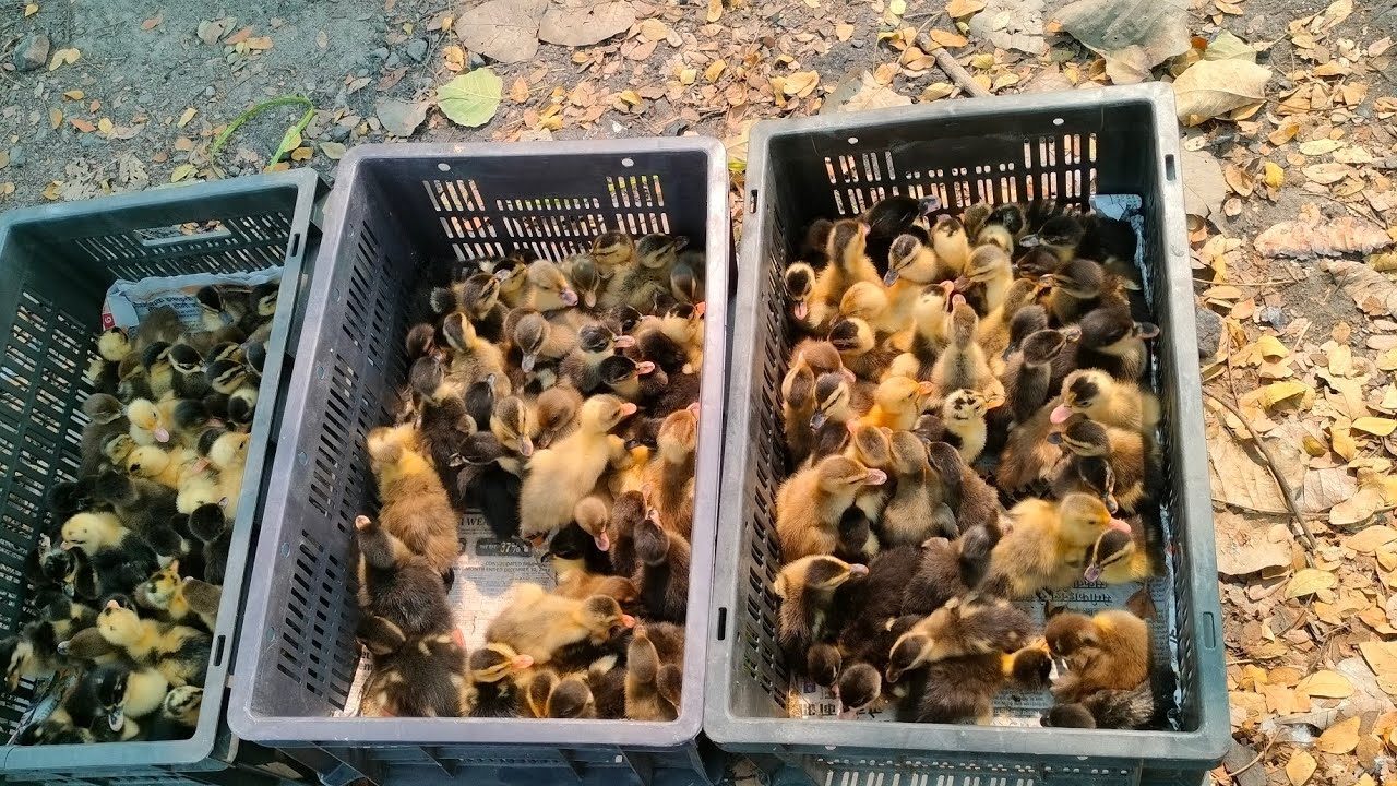 Local murgi farm Bongaigaon Assam 8638703006 INCUBATOR 