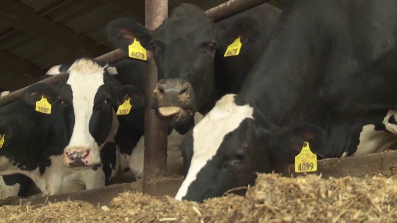 AgDay-Canadian Dairy Farmers Said to Violate Int'l Trading Orders-9/13/16