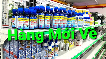Melafix, Pimafix, Stress Coat Thuốc Trị Bệnh Cho Cá Rồng Mới Về 25/3/2021