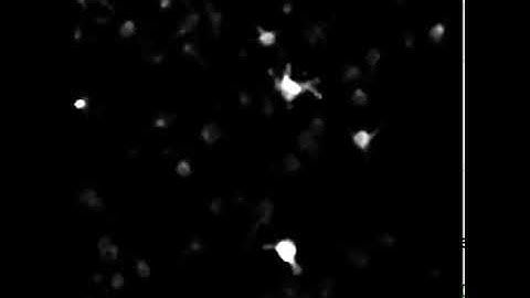 CaImAn Calcium Imaging Analysis  recreating the video 3/3