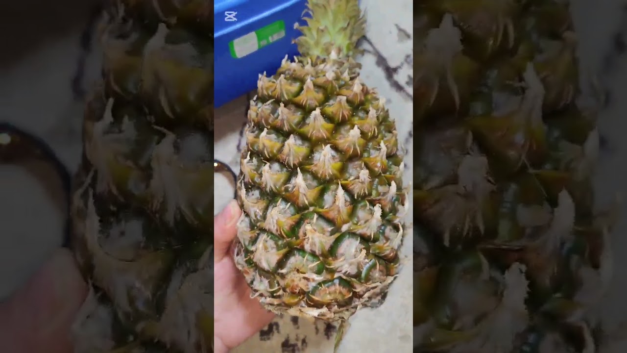 Снежок наблюдает за распаковкой, купила ванночку 