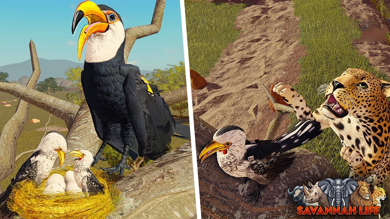 Жёлтая птица-носорог откладывает яйца, чтобы вылупить птенцов! | ROBLOX Savannah Life