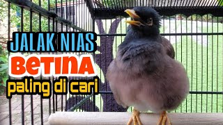 Jalak Nias Betina Memanggil Jantan Paling Dicari Jalak Mania - #birdlovers